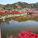 강진 가볼만한곳 핫플레이스 철쭉 꽃가득한 남미륵사 사진찍기좋아 이미지