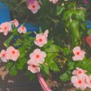 장수가마솥돼지국밥 이미지