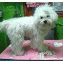 펫살롱 코코 이미지