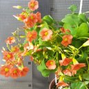 시랑 초등학교 이미지