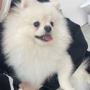 깡아지미용실 이미지