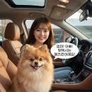 행복펫택시 네이버블로그