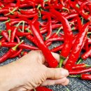 참조은농장 이미지