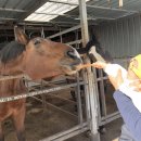 한우막사 이미지