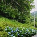 거제 수국명소 / 저구항 수국동산 / 썬트리팜 / 바람의언덕 / 파란대문집 후기