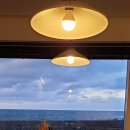 제주애아리 이미지