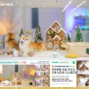 그루밍캐터리 이미지