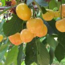 오봉농원 이미지