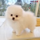 비 마이 퍼피 네이버블로그