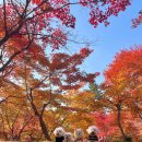 가평시내 자전거길 | 가평 남이섬 단풍나무, 은행나무 현황 및 강아지 자전거 탑승방법