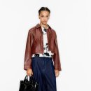 도그스타 이미지