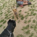 애견친구 이미지