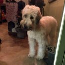 무화과 타르트 이미지