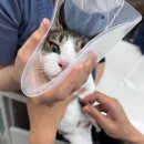 시온동물병원 | [수원] 치과전문 뿌리동물병원 고양이 치은염 스케일링 및 발치 후기 (비용 및 과정)