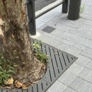 정관장안국역점