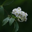 밥풀떼기 이미지