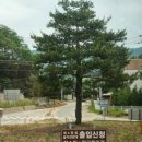 국가숲길 DMZ 펀치볼 둘레길, 부부 소나무 전망대에서