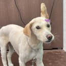 팍스도그트레이닝센터 이미지