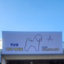 베이펫 | 태백애견미용샵 하이 베이피 펫살롱 방문하게 된 계기와 이용 후기
