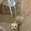 위드멍 애견유치원 이미지