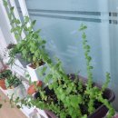 애플민트 이미지