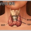 갑상선 공부 이미지