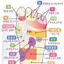 손애용