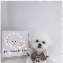 벨몽드펫 | 대전애견미용 반려견 미용 후기 - 안전하고 편안한 공간