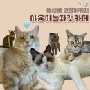 야옹아놀자 캣카페(동성로점) | 대구 동성로 고양이카페 야옹아놀자 캣카페 실내 이색데이트 추천