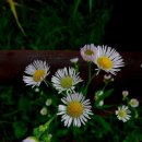 고운꽃 - 아산시 광장로 210 | 고운꽃