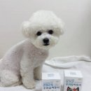 우리집 막둥이 | [행복 모리안]기호성 좋은 우리집막둥이 유산균 후기