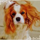 프란다스의개 이미지