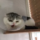 어니스트 동물병원 네이버블로그