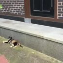 광교산동물병원 이미지