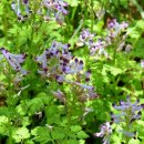 애기봉목장 이미지