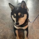 올리브낭 이미지