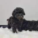 장군켄넬 이미지