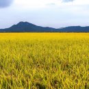 추섭 | 추석의 의례