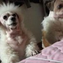 반려동물 셀프미용 이미지