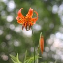 전으로 통하는 문화 이미지