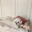 아우스리푸