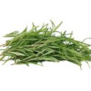 로즈마리 이미지