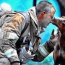 아름다운 개 이미지