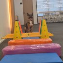 도그헬퍼 이미지