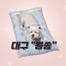 내사랑 강아지 | [대구 애견 동반 클래스] 무무 생일선물 &#34;콩쏨&#34; 강아지 방석 만들기 클래스 다녀온 후기