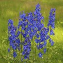 하이브리 이미지