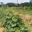 요한이네농장 이미지