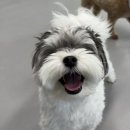 리츠펫 강남세곡점 이미지