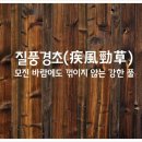 질풍경초