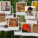 대숲여행 이미지